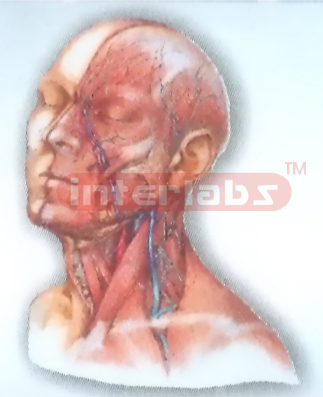 HUMAN HEAD AND NECK DEEP DISTRIBUTION MODEL STRUCTURES